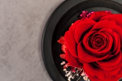 Κλείστε επάνω του κοκκίνου αυξήθηκε στοκ εικόνες με δικαίωμα ελεύθερης χρήσης Κλείστε επάνω του κοκκίνου αυξήθηκε στοκ εικόνες με δικαίωμα ελεύθερης χρήσης