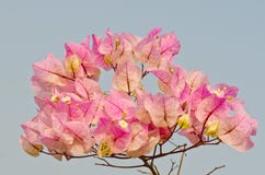 Κλείστε επάνω του ρόδινου λουλουδιού bougainvillea Στοκ Φωτογραφίες Κλείστε επάνω του ρόδινου λουλουδιού bougainvillea Στοκ Φωτογραφίες