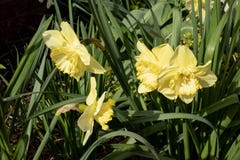 Κλείστε επάνω τριών λεπτών daffodils στοκ φωτογραφία Κλείστε επάνω τριών λεπτών daffodils στοκ φωτογραφία