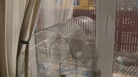 Κλουβί πουλιών ενάντια στο παράθυρο Κλουβί πουλιών ενάντια στο παράθυρο