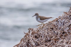 Κοινά hypoleucos Actitis μπεκατσινιών που ψάχνουν τα τρόφιμα κατά τη διάρκεια mi στοκ φωτογραφία με δικαίωμα ελεύθερης χρήσης Κοινά hypoleucos Actitis μπεκατσινιών που ψάχνουν τα τρόφιμα κατά τη διάρκεια mi στοκ φωτογραφία με δικαίωμα ελεύθερης χρήσης