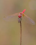 Κοινή ερυθρά λιβελλούλη Darter στοκ φωτογραφίες με δικαίωμα ελεύθερης χρήσης Κοινή ερυθρά λιβελλούλη Darter στοκ φωτογραφίες με δικαίωμα ελεύθερης χρήσης