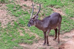 Κοινό ellipsiprymnus Waterbuck Kobus στοκ φωτογραφίες Κοινό ellipsiprymnus Waterbuck Kobus στοκ φωτογραφίες