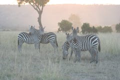 Κοινό Zebras Equus Burchells Punda Milia στοκ εικόνα με δικαίωμα ελεύθερης χρήσης Κοινό Zebras Equus Burchells Punda Milia στοκ εικόνα με δικαίωμα ελεύθερης χρήσης