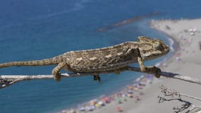 Κοινός χαμαιλέοντας Κοινός χαμαιλέοντας
