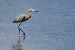 Κοκκινωπό τσικνιάδων σε ένα saltwater έλος στοκ φωτογραφία Κοκκινωπό τσικνιάδων σε ένα saltwater έλος στοκ φωτογραφία