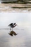 Κοκκινωπός τσικνιάς που αλιεύει το Shallows στοκ εικόνες Κοκκινωπός τσικνιάς που αλιεύει το Shallows στοκ εικόνες