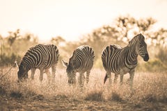 Κοπάδι των zebras που βόσκει στο θάμνο Σαφάρι άγριας φύσης στο εθνικό πάρκο Kruger, σημαντικός προορισμός ταξιδιού στη Νότια Αφρι Στοκ φωτογραφία με δικαίωμα ελεύθερης χρήσης Κοπάδι των zebras που βόσκει στο θάμνο Σαφάρι άγριας φύσης στο εθνικό πάρκο Kruger, σημαντικός προορισμός ταξιδιού στη Νότια Αφρι Στοκ φωτογραφία με δικαίωμα ελεύθερης χρήσης