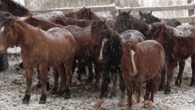 Κοπάδι των αλόγων κάτω από το χιόνι στο αγρόκτημα στον κρύο χειμώνα Κοπάδι των αλόγων κάτω από το χιόνι στο αγρόκτημα στον κρύο χειμώνα