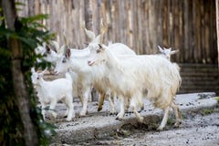 Κοπάδι των εσωτερικών αιγών Girgentana Στοκ εικόνα με δικαίωμα ελεύθερης χρήσης