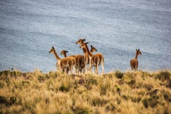 Κοπάδι vicunas κοντά στη λίμνη Titicaca στοκ εικόνα με δικαίωμα ελεύθερης χρήσης Κοπάδι vicunas κοντά στη λίμνη Titicaca στοκ εικόνα με δικαίωμα ελεύθερης χρήσης