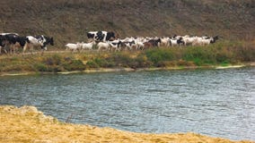 Κοπάδι των αγελάδων και των αιγών που περπατούν κατά μήκος του ποταμού φιλμ μικρού μήκους Κοπάδι των αγελάδων και των αιγών που περπατούν κατά μήκος του ποταμού φιλμ μικρού μήκους