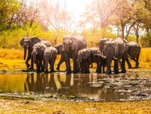 Κοπάδι των αφρικανικών ελεφάντων στο waterhole Εθνικό πάρκο Chobe, περιοχή Okavango, της Μποτσουάνα, Αφρική στοκ φωτογραφίες Κοπάδι των αφρικανικών ελεφάντων στο waterhole Εθνικό πάρκο Chobe, περιοχή Okavango, της Μποτσουάνα, Αφρική στοκ φωτογραφίες