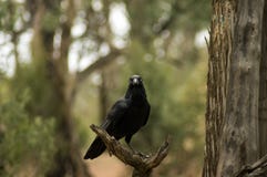 Κοράκι, λίβρα Wilpena, σειρές Flinders, Νότια Αυστραλία, Αυστραλία στοκ εικόνες Κοράκι, λίβρα Wilpena, σειρές Flinders, Νότια Αυστραλία, Αυστραλία στοκ εικόνες