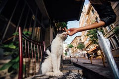 Κορίτσι χεριών που κτυπά μια χαριτωμένη γάτα σε μια καρέκλα στην οδό Ατμόσφαιρα, Τουρκία στοκ φωτογραφίες με δικαίωμα ελεύθερης χρήσης Κορίτσι χεριών που κτυπά μια χαριτωμένη γάτα σε μια καρέκλα στην οδό Ατμόσφαιρα, Τουρκία στοκ φωτογραφίες με δικαίωμα ελεύθερης χρήσης