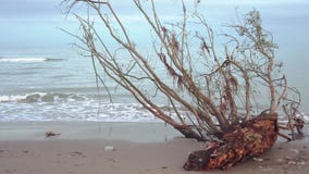Κορμός ενός δέντρου στην ακτή της θάλασσας απόθεμα βίντεο Κορμός ενός δέντρου στην ακτή της θάλασσας απόθεμα βίντεο