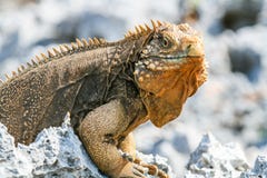 Κουβανικό iguana στο σκόπελο στοκ εικόνες Κουβανικό iguana στο σκόπελο στοκ εικόνες