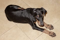 Κουτάβι Doberman pintscher που βρίσκεται στο κεραμωμένο πάτωμα στοκ εικόνες Κουτάβι Doberman pintscher που βρίσκεται στο κεραμωμένο πάτωμα στοκ εικόνες