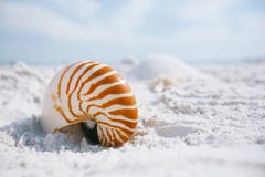 Κοχύλι Nautilus με το κύμα θάλασσας, παραλία της Φλώριδας κάτω από τον ήλιο ligh Στοκ φωτογραφία με δικαίωμα ελεύθερης χρήσης Κοχύλι Nautilus με το κύμα θάλασσας, παραλία της Φλώριδας κάτω από τον ήλιο ligh Στοκ φωτογραφία με δικαίωμα ελεύθερης χρήσης