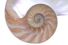 κοχύλι nautilus στοκ φωτογραφίες με δικαίωμα ελεύθερης χρήσης κοχύλι nautilus στοκ φωτογραφίες με δικαίωμα ελεύθερης χρήσης