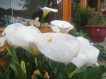 Κρίνος της Calla στοκ εικόνες Κρίνος της Calla στοκ εικόνες