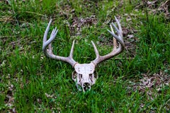 κρανίο 5x5 buck στη χλόη στοκ φωτογραφία με δικαίωμα ελεύθερης χρήσης κρανίο 5x5 buck στη χλόη στοκ φωτογραφία με δικαίωμα ελεύθερης χρήσης