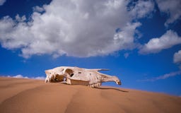 Κρανίο Saiga στην έρημο ζώα του κόκκινου βιβλίου ημέρα ηλιόλουστη στοκ εικόνες με δικαίωμα ελεύθερης χρήσης Κρανίο Saiga στην έρημο ζώα του κόκκινου βιβλίου ημέρα ηλιόλουστη στοκ εικόνες με δικαίωμα ελεύθερης χρήσης