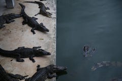 κροκόδειλοι στοκ φωτογραφίες με δικαίωμα ελεύθερης χρήσης κροκόδειλοι στοκ φωτογραφίες με δικαίωμα ελεύθερης χρήσης