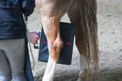 Κτηνιατρική έρευνα αλόγων με την ακτίνα X σε ένα ακρωτηριασμένο άλογο το άλογο δεν μπορεί πλέον να περπατήσει στοκ εικόνες Κτηνιατρική έρευνα αλόγων με την ακτίνα X σε ένα ακρωτηριασμένο άλογο το άλογο δεν μπορεί πλέον να περπατήσει στοκ εικόνες
