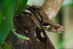 κυνήγι anaconda στοκ εικόνες κυνήγι anaconda στοκ εικόνες