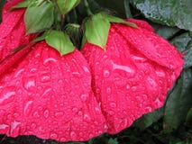 Κόκκινα ενυδατωμένα βροχή Hibiscus λουλούδια Στοκ Φωτογραφίες Κόκκινα ενυδατωμένα βροχή Hibiscus λουλούδια Στοκ Φωτογραφίες