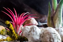 Κόκκινες εγκαταστάσεις ionantha Tillandsia Στοκ Φωτογραφία Κόκκινες εγκαταστάσεις ionantha Tillandsia Στοκ Φωτογραφία