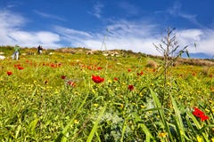 Κόκκινες παπαρούνες σε έναν πράσινο τομέα στοκ εικόνα Κόκκινες παπαρούνες σε έναν πράσινο τομέα στοκ εικόνα
