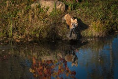 Κόκκινες στάσεις Vulpes αλεπούδων vulpes στο βράχο στην άκρη του νερού Στοκ φωτογραφία με δικαίωμα ελεύθερης χρήσης Κόκκινες στάσεις Vulpes αλεπούδων vulpes στο βράχο στην άκρη του νερού Στοκ φωτογραφία με δικαίωμα ελεύθερης χρήσης