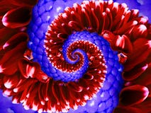 Κόκκινο fractal λουλουδιών ναυτικών πορφυρό σπειροειδές αφηρημένο υπόβαθρο σχεδίων επίδρασης Floral σπειροειδές αφηρημένο fractal Στοκ Εικόνα Κόκκινο fractal λουλουδιών ναυτικών πορφυρό σπειροειδές αφηρημένο υπόβαθρο σχεδίων επίδρασης Floral σπειροειδές αφηρημένο fractal Στοκ Εικόνα