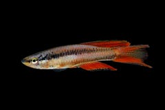 Κόκκινο Killifish bitaeniatum Killi Aphyosemion ψαριών ενυδρείων του Λάγκος στοκ εικόνα με δικαίωμα ελεύθερης χρήσης Κόκκινο Killifish bitaeniatum Killi Aphyosemion ψαριών ενυδρείων του Λάγκος στοκ εικόνα με δικαίωμα ελεύθερης χρήσης