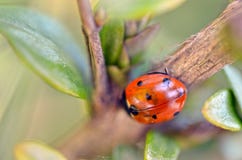 Κόκκινο ladybug στον κήπο στοκ φωτογραφίες με δικαίωμα ελεύθερης χρήσης Κόκκινο ladybug στον κήπο στοκ φωτογραφίες με δικαίωμα ελεύθερης χρήσης