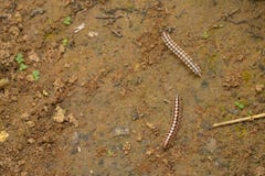 Κόκκινο millipede που αναρριχείται σε ένα έδαφος στοκ εικόνες Κόκκινο millipede που αναρριχείται σε ένα έδαφος στοκ εικόνες