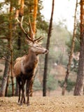 Κόκκινο αρσενικό ελάφι ελαφιών στο δάσος πτώσης φθινοπώρου στοκ φωτογραφίες με δικαίωμα ελεύθερης χρήσης Κόκκινο αρσενικό ελάφι ελαφιών στο δάσος πτώσης φθινοπώρου στοκ φωτογραφίες με δικαίωμα ελεύθερης χρήσης