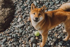 Κόκκινο νέο shiba-inu σκυλιών που στέκεται στην παραλία με την πράσινη σφαίρα στοκ εικόνες Κόκκινο νέο shiba-inu σκυλιών που στέκεται στην παραλία με την πράσινη σφαίρα στοκ εικόνες