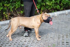 Κόκκινο σκυλί Pitbull μύτης με τα καλλιεργημένα αυτιά που στέκονται με τον ιδιοκτήτη του στοκ εικόνα με δικαίωμα ελεύθερης χρήσης Κόκκινο σκυλί Pitbull μύτης με τα καλλιεργημένα αυτιά που στέκονται με τον ιδιοκτήτη του στοκ εικόνα με δικαίωμα ελεύθερης χρήσης