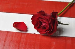 Κόκκινος αυξήθηκε στο άσπρο κόκκινο υπόβαθρο στοκ εικόνες Κόκκινος αυξήθηκε στο άσπρο κόκκινο υπόβαθρο στοκ εικόνες