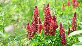 Κόκκινος θάμνος Lupine στο πράσινο θολωμένο υπόβαθρο στοκ φωτογραφία με δικαίωμα ελεύθερης χρήσης Κόκκινος θάμνος Lupine στο πράσινο θολωμένο υπόβαθρο στοκ φωτογραφία με δικαίωμα ελεύθερης χρήσης
