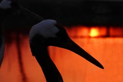 Κόκκινος-στεμμένος γερανός στο υπόβαθρο ηλιοβασιλέματος Στοκ Εικόνες Κόκκινος-στεμμένος γερανός στο υπόβαθρο ηλιοβασιλέματος Στοκ Εικόνες