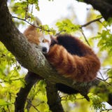 Κόκκινος ύπνος panda σε ένα δέντρο Στοκ φωτογραφία με δικαίωμα ελεύθερης χρήσης Κόκκινος ύπνος panda σε ένα δέντρο Στοκ φωτογραφία με δικαίωμα ελεύθερης χρήσης