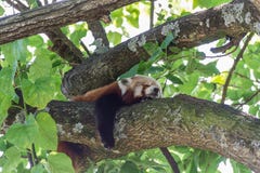 Κόκκινος ύπνος της Panda Ailurus fulgens σε έναν κλάδο στοκ φωτογραφίες με δικαίωμα ελεύθερης χρήσης Κόκκινος ύπνος της Panda Ailurus fulgens σε έναν κλάδο στοκ φωτογραφίες με δικαίωμα ελεύθερης χρήσης