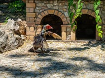 Κόκκορας Τουρκία πάλης έτοιμη να παλεψει στην Αθήνα, Ελλάδα στοκ φωτογραφίες Κόκκορας Τουρκία πάλης έτοιμη να παλεψει στην Αθήνα, Ελλάδα στοκ φωτογραφίες
