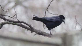 Κόρακας σε ένα δέντρο Κόρακας σε ένα δέντρο