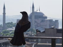 Κόρακας στη Ιστανμπούλ στοκ εικόνες Κόρακας στη Ιστανμπούλ στοκ εικόνες
