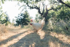 Κότες που ραμφίζουν σε έναν τομέα στοκ εικόνες Κότες που ραμφίζουν σε έναν τομέα στοκ εικόνες